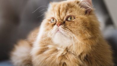 گربه نژاد پرشین (Persian Cat) چگونه است؟