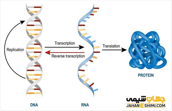 تفاوت DNA و RNA چیست؟ مقایسه ساختار و عملکرد آنها