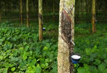 کائوچو/ SMR20 چیست؟ مزایا و معایب و قیمت خرید و فروش