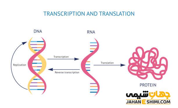 تفاوت DNA و RNA چیست؟ مقایسه ساختار و عملکرد آنها