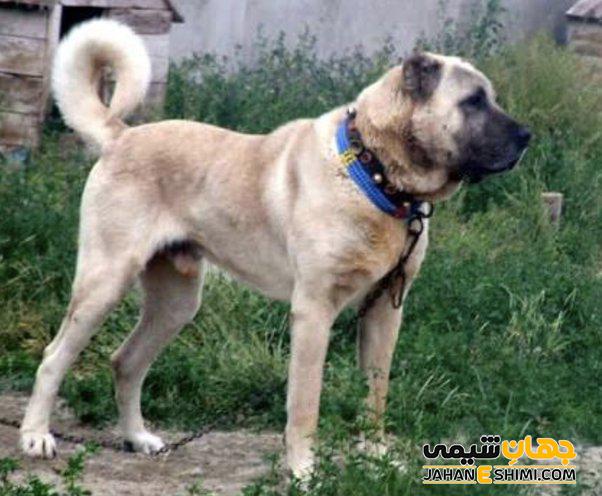 سگ نژاد کانگل (کانگل) چه ویژگی هایی دارد؟ قیمت و خرید