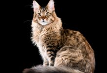 گربه نژاد مین کوون (Maine Coon) چه خصوصیاتی دارد ؟