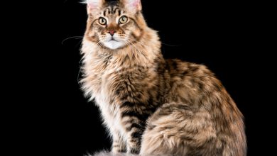 گربه نژاد مین کوون (Maine Coon) چه خصوصیاتی دارد ؟