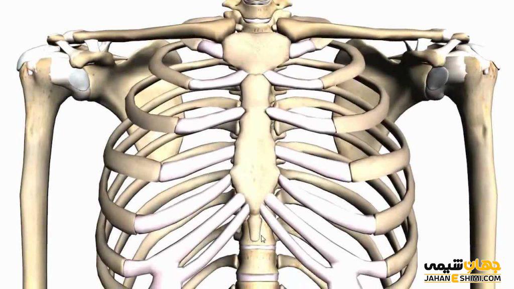 اسکلت بدن انسان چیست؟ ساختار و عملکرد اسکلت بدن 