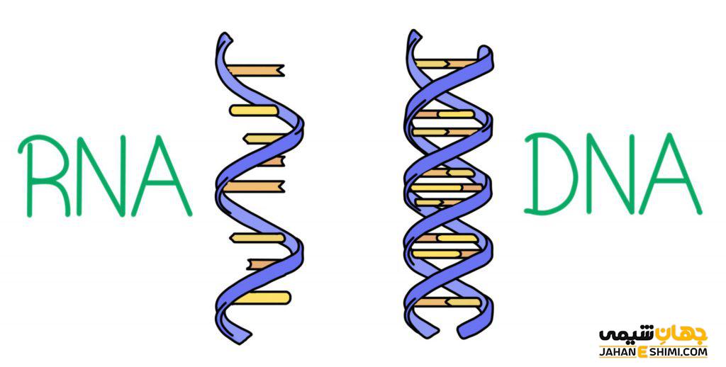 تفاوت DNA و RNA چیست؟ مقایسه ساختار و عملکرد آنها