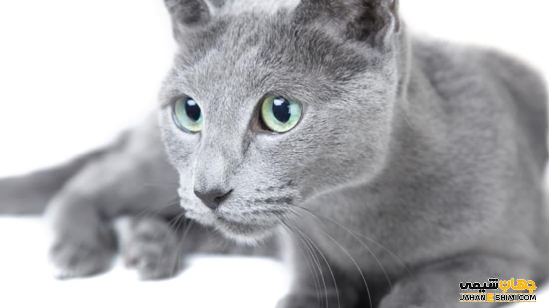 گربه نژاد راشن بلو (Russian blue) چه ویژگی هایی دارد؟ قیمت و خرید