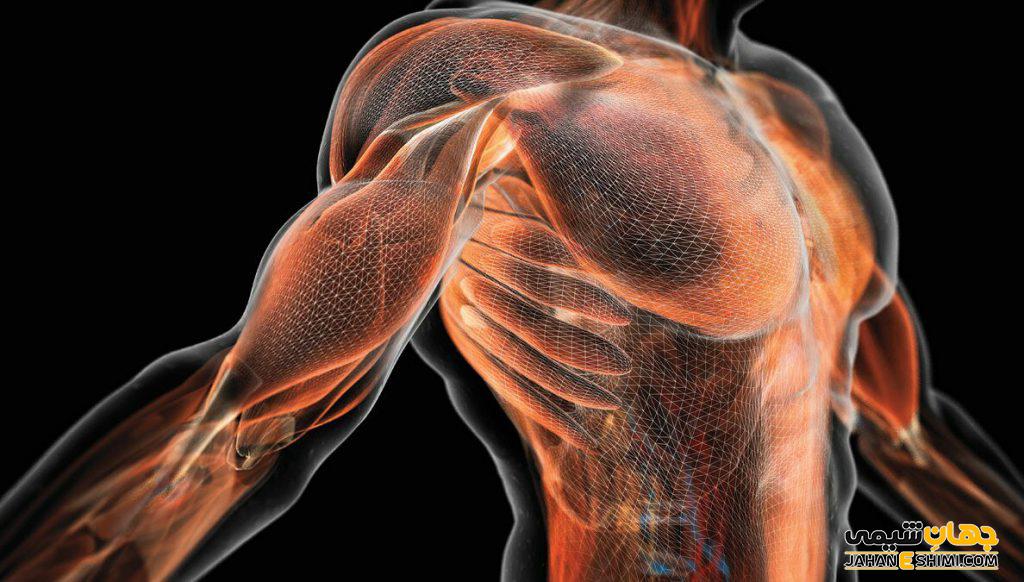 بی سی ای ای (BCAA) چیست؟ مزایا و عوارض آن