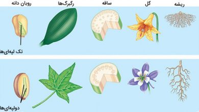 تک لپه ای و دو لپه ای چیست ؟ تفاوت تک لپه ای و دو لپه ای