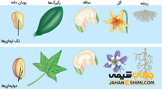 تک لپه ای و دو لپه ای چیست ؟ تفاوت تک لپه ای و دو لپه ای