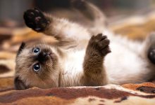 گربه نژاد سیامی (Siamese) چه ویژگی هایی دارد؟ قیمت و خرید