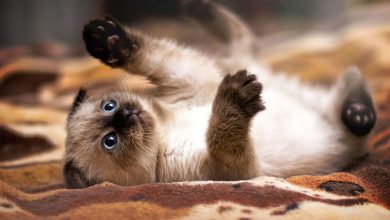 گربه نژاد سیامی (Siamese) چه ویژگی هایی دارد؟ قیمت و خرید