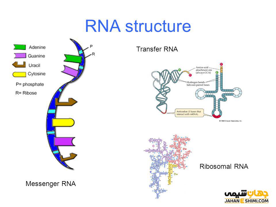 تفاوت DNA و RNA چیست؟ مقایسه ساختار و عملکرد آنها