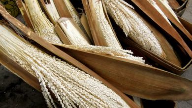 از خواص بی نظیر گرده نخل برای سلامتی چه می دانید؟