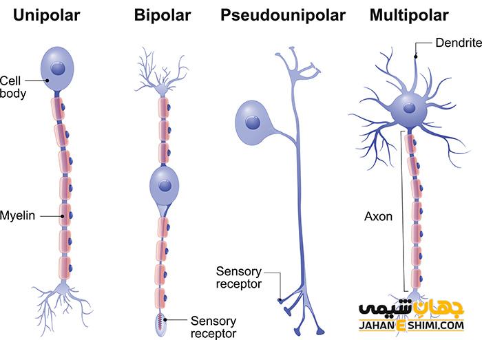 عصب حسی و حرکتی چیست؟ تفاوت عصب حسی و حرکتی