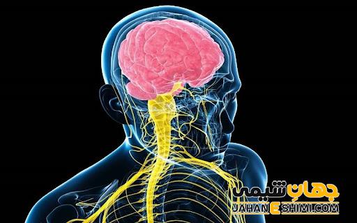 دستگاه عصبی (علوم پنجم و هشتم) چیست؟ دستگاه عصبی انسان