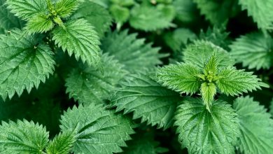 گیاه گزنه چیست؟ خواص و عوارض دارویی آن