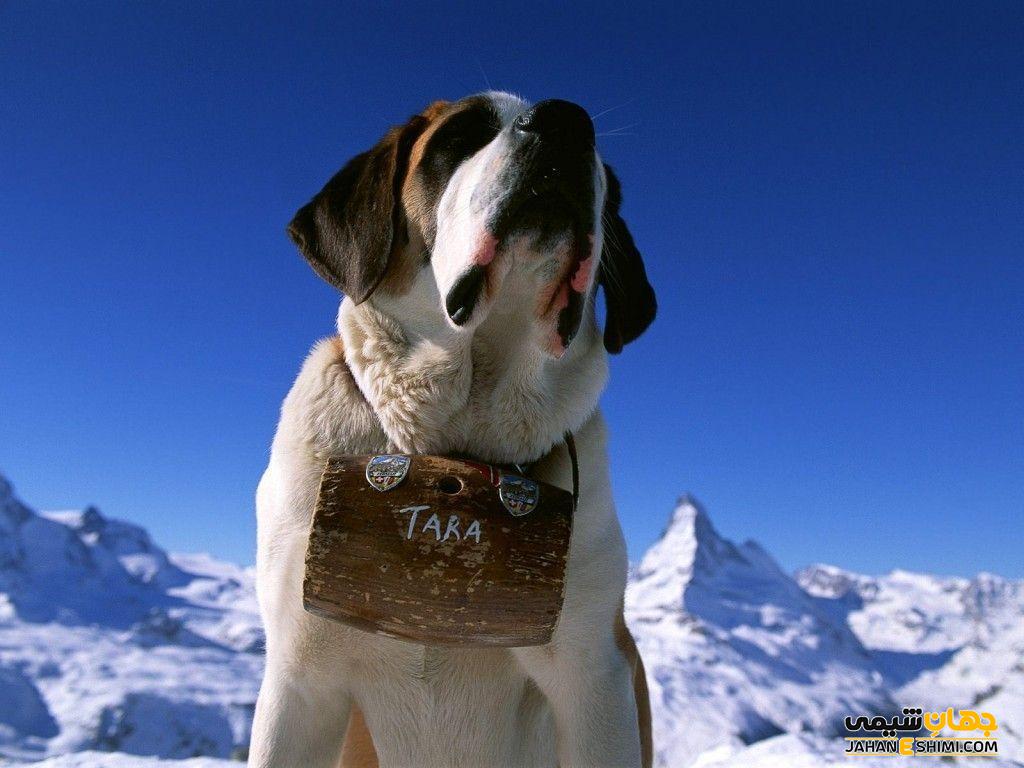 سگ نژاد سنت برنارد (Saint Bernard) چه ویژگی هایی دارد؟ قیمت و خرید