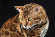گربه نژاد بنگال (Bengal Cat) چه ویژگی هایی دارد؟ قیمت خرید