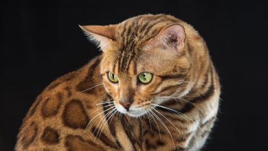 گربه نژاد بنگال (Bengal Cat) چه ویژگی هایی دارد؟ قیمت خرید