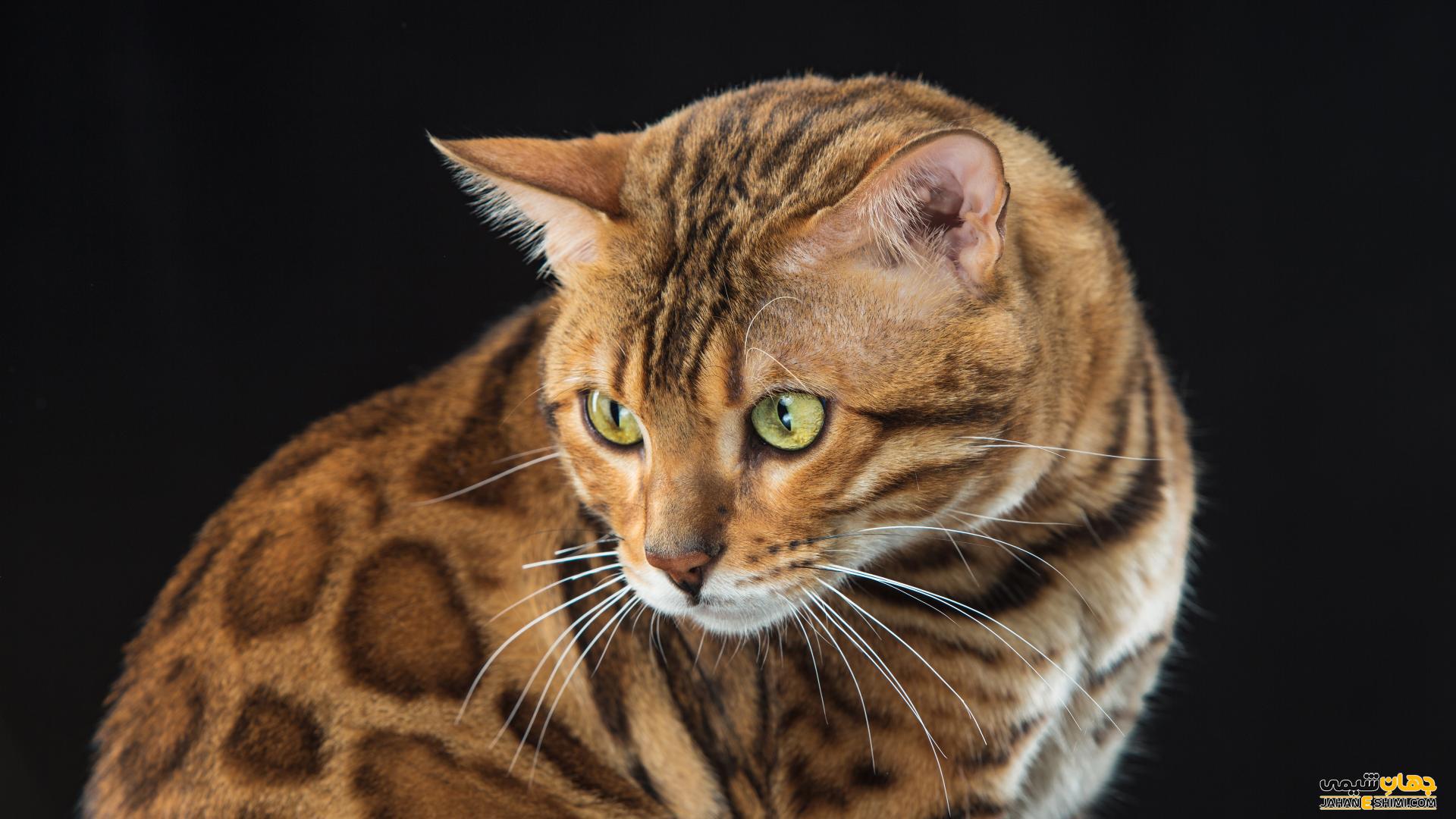 گربه نژاد بنگال (Bengal Cat) چه ویژگی هایی دارد؟ قیمت خرید