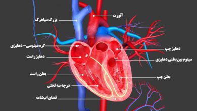 ساختار قلب (علوم هفتم) چیست و چگونه کار میکند؟