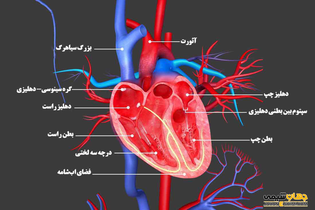 ساختار قلب (علوم هفتم) چیست و چگونه کار میکند؟