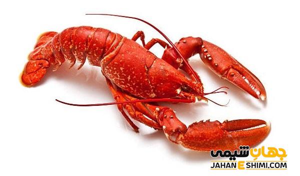 اسکلت بدنی سخت پوستان