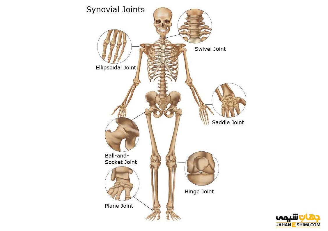 انواع مفصل در اندام های بدن - تعریف و وظایف آن ها