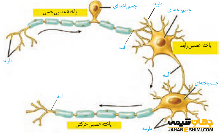 عصب حسی و حرکتی چیست؟ تفاوت عصب حسی و حرکتی