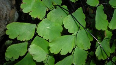 جوشانده و دمنوش پرسیاوش پر سیاوشان چه خواص و فوایدی دارد؟