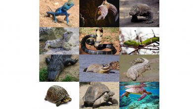 خزندگان چیست؟ - شکل ظاهری و دستگاه های حیاتی آن ها