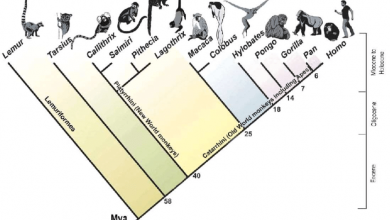 فیلوژنتیک و فیلوژنی چیست؟ مطالعه درخت فیلوژنتیک