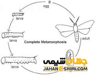 دستگاه تنفس و چرخه ی زندگی حشرات