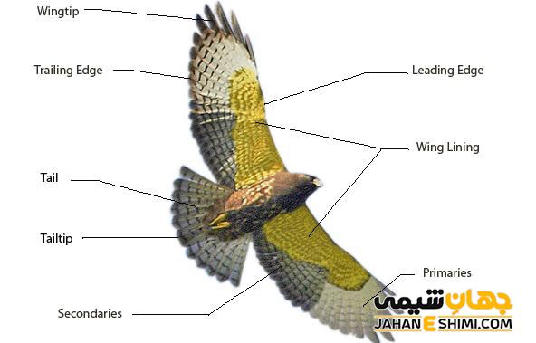 دلیل پرواز پرندگان