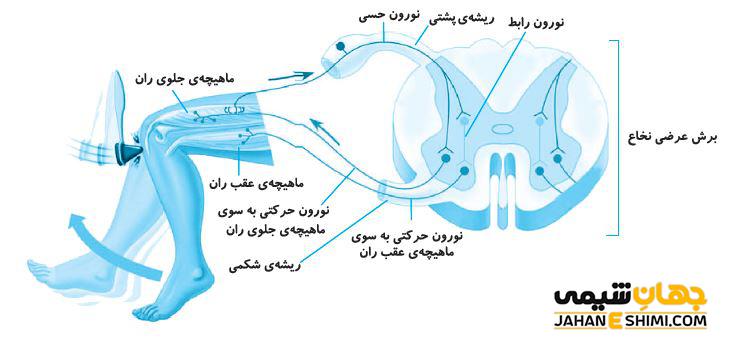 عصب حسی و حرکتی چیست؟ تفاوت عصب حسی و حرکتی