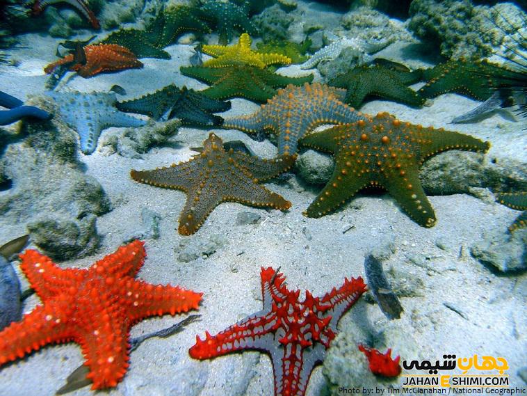 زیستگاه ستاره های دریایی