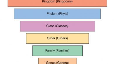 طبقه بندی جانداران (علوم نهم) چیست؟ بر چه اساسی انجام میشود؟