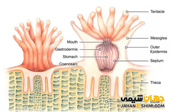 ساختار مرجان ها