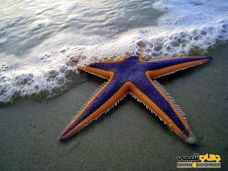 ستاره دریایی چیست؟ - ویژگی، نوع تغذیه و ساختار بدنی آن