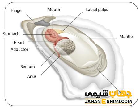 سیستم گوارشی