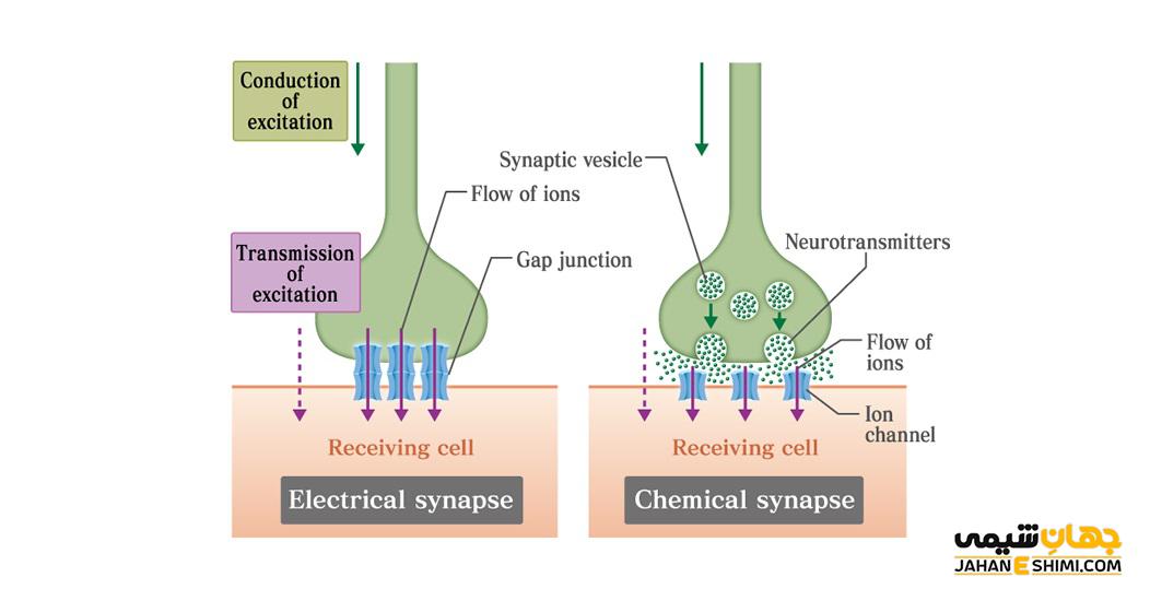 سیناپس الکتریکی و شیمیایی چیست؟ - عملکرد و تفاوت های آن ها