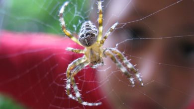 عنکبوتیان چیست؟ - ویژگی ها و انواع گوناگون آن ها