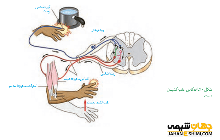 فعالیت ارادی و غیرارادی بازتابی چیست؟