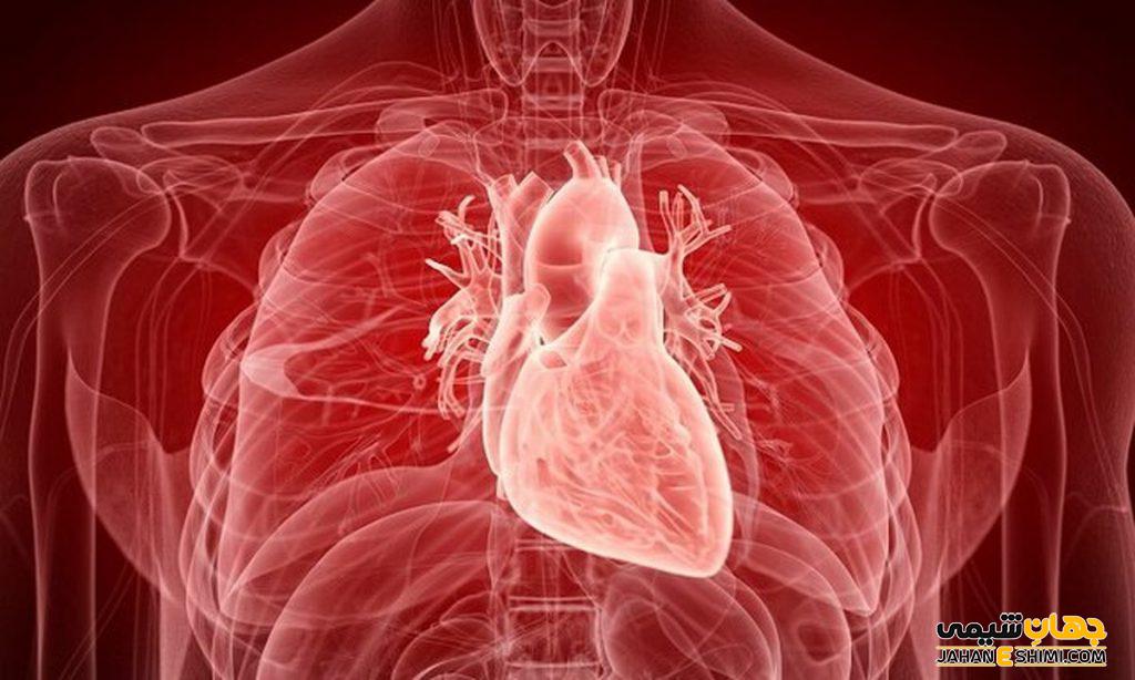 ساختار قلب (علوم هفتم) چیست و چگونه کار میکند؟