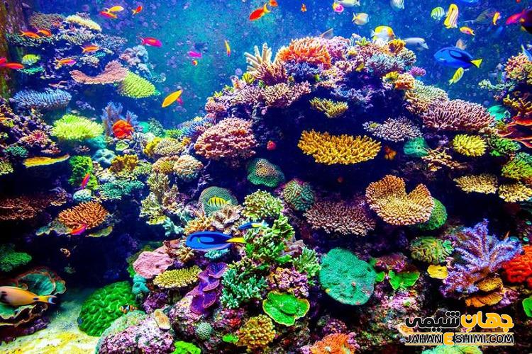 مرجان ها چیست؟ - ویژگی ها، تولید مثل و انواع آن ها