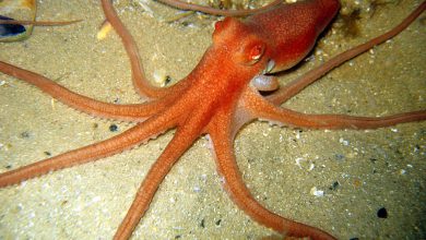 هشت پایان چیست؟ - زیستگاه، نوع تغذیه و انواع هشت پاها