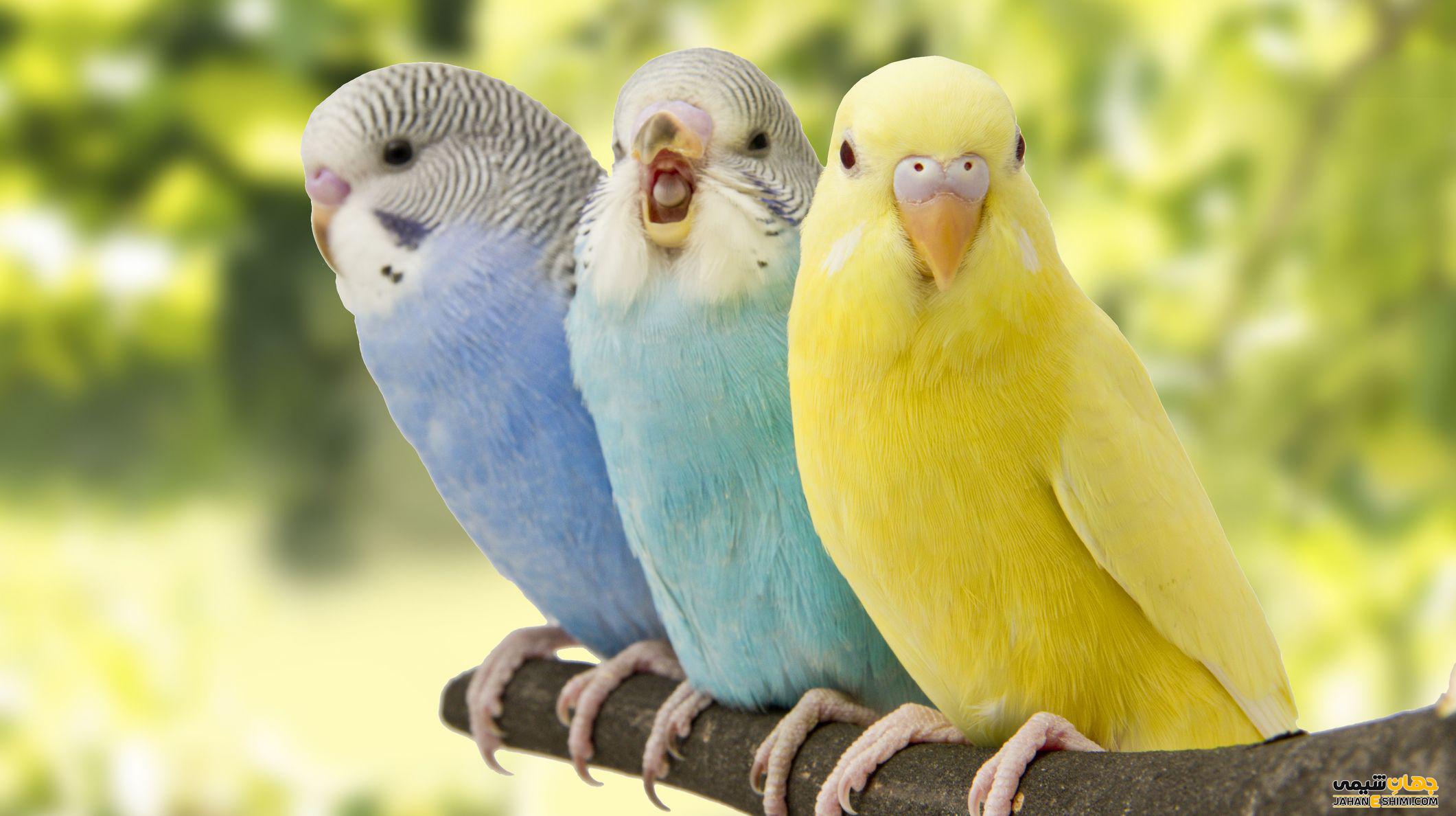 پرنده چه موجودی است؟