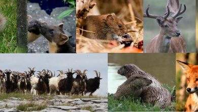 پستانداران چیست؟ - ویژگی ها، نحوه تولید مثل و رده های آن ها