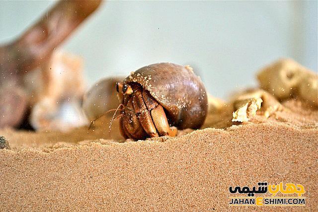 پوست اندازی سخت پوستان