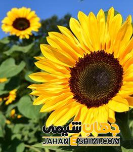 گیاه گلدار یا نهاندانه